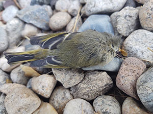 dead bird