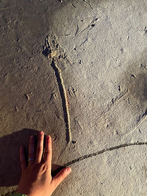 someone's hand by a fish fossil in rock