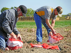 people bagging freshly-dug potatoes in a field