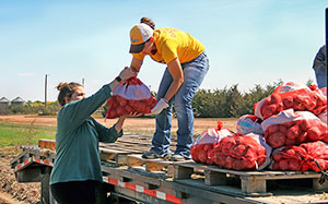 two people loading bags of potatoes onto pallets on a trailer