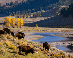 bison grazing by a river