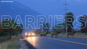 Elk crossing a road with the word Barriers superimposed on th picture