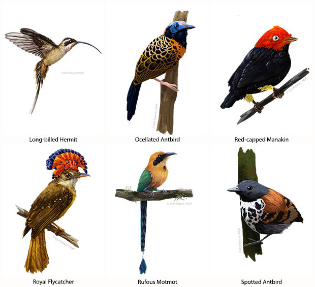 six illustrations of tropical birds