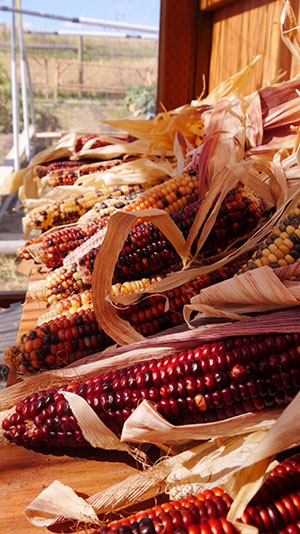 multi-colored corn