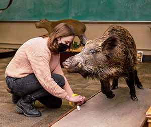 woman working on a taxidermied boar