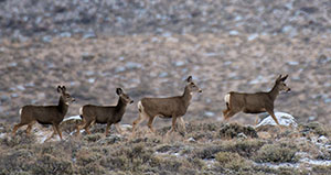 small herd of deer running on snowy hillside