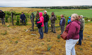 people in a vineyard listening to a speaker