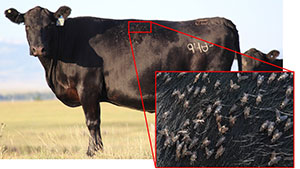 close up of flies on a cow