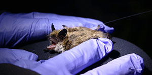 tiny bat held in gloved fingers