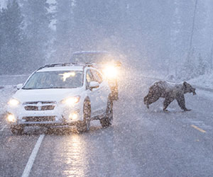 grizzly bear dashing across the highway through traffic