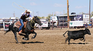cowboy roping a calf in an arena