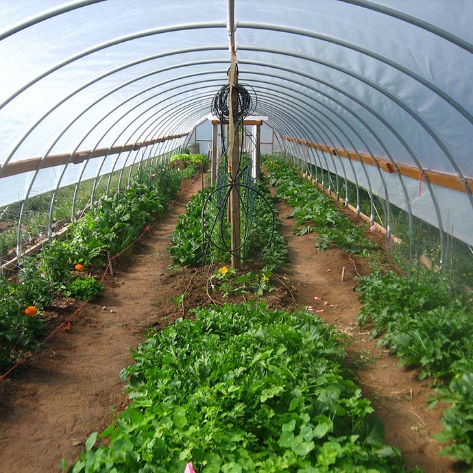 view inside a high tunnel with crops growing