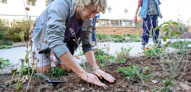 person planting seedlings in a garden.