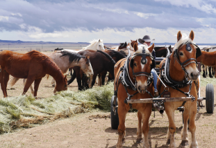 Two horses hitched to a wagon with a herd of horses eating hay behind them