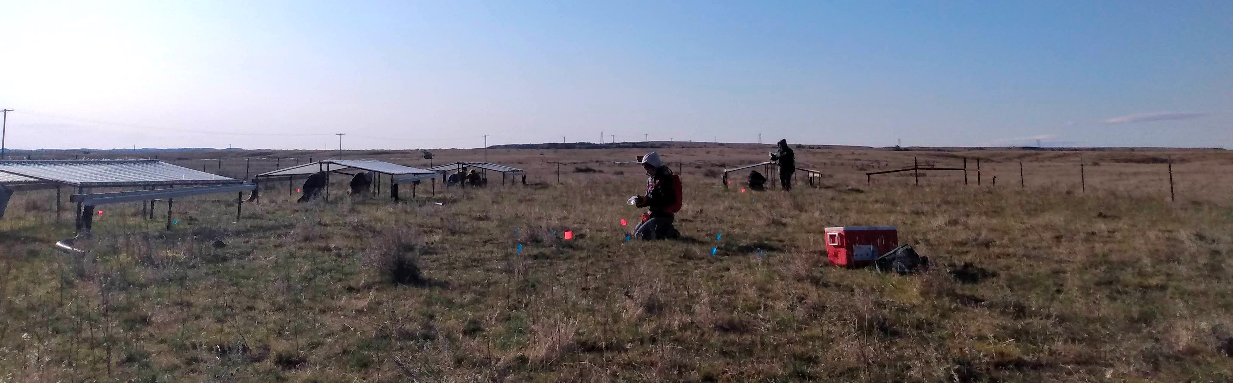 Students collecting ingrowth core samples at the Drought by Grazing Experimental Site in Thunder Basin National Grassland, Wyoming