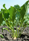 Management of Volunteer Corn in Sugarbeet and Dry Bean Crops