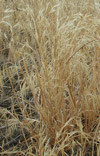 Integrated Cheatgrass Management Program for Wyoming