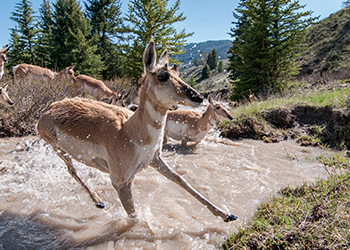 antelope in a stream