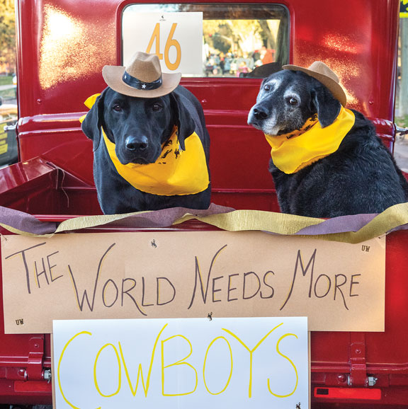 two balck dogs wearing gold bandanas in the back of a red truck