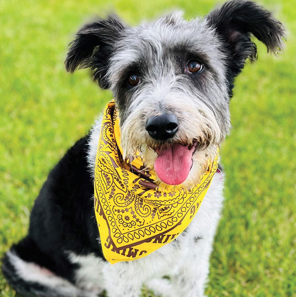 small black and white dog wearing a gold bandana