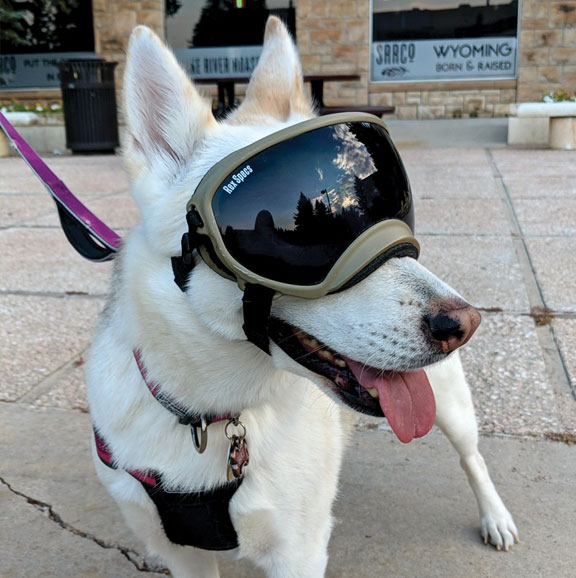 large white dog wearing ski goggles