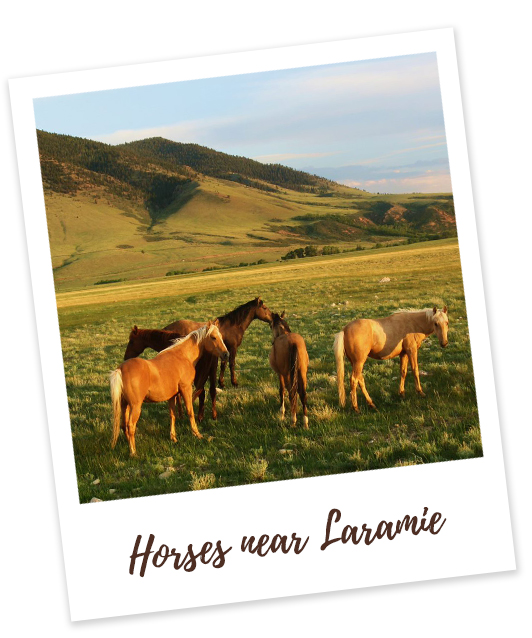Horses near Laramie