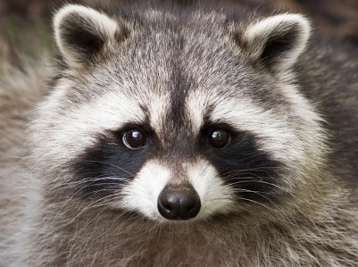 raccoon