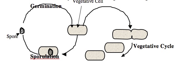 endospore