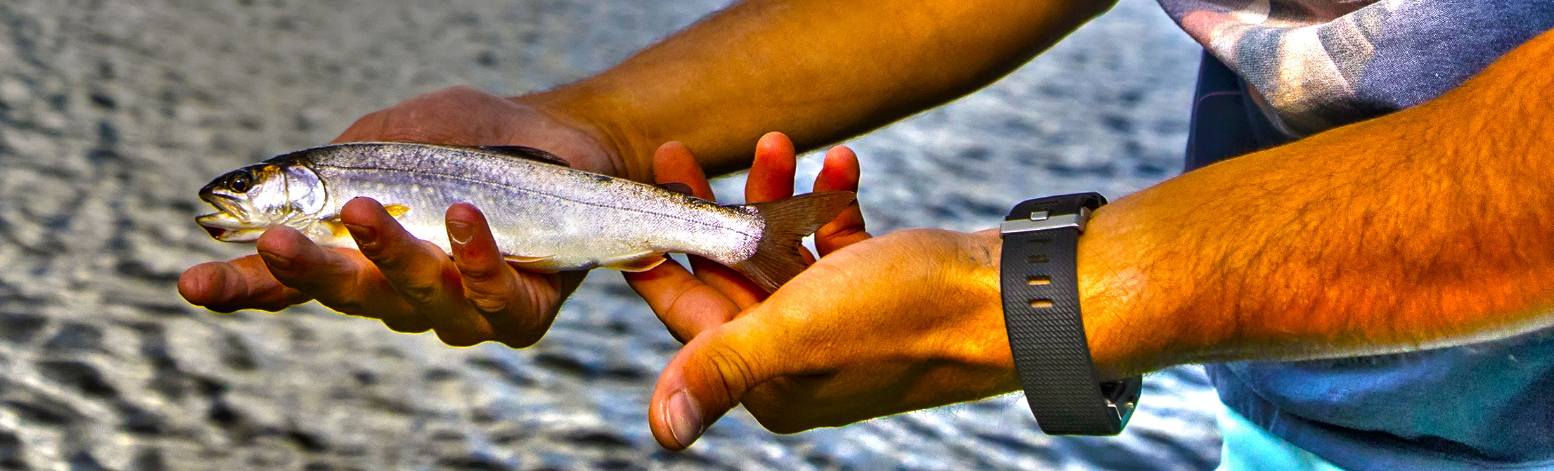 hands holding fish