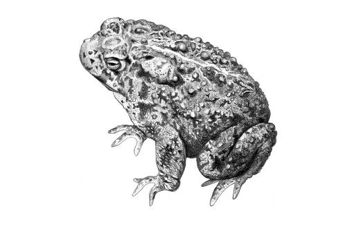 Wyoming Toad