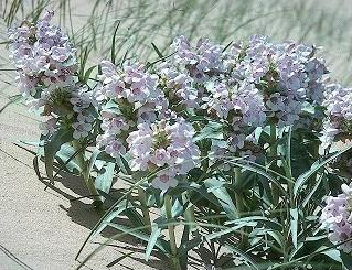 Penstemon haydenii by Walter Fertig