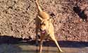 canine dysautonomia