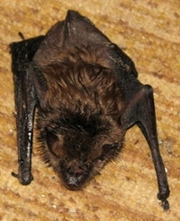 little brown bat