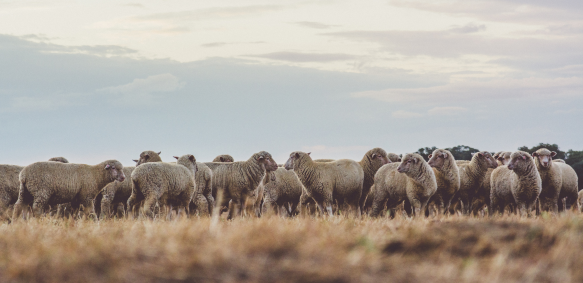 Wyoming Range Flock
