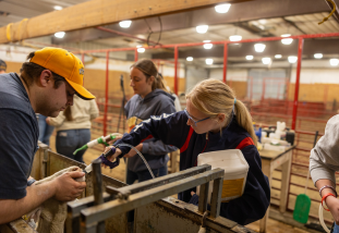 Students drenching and weighing Lamb-a-Year lambs