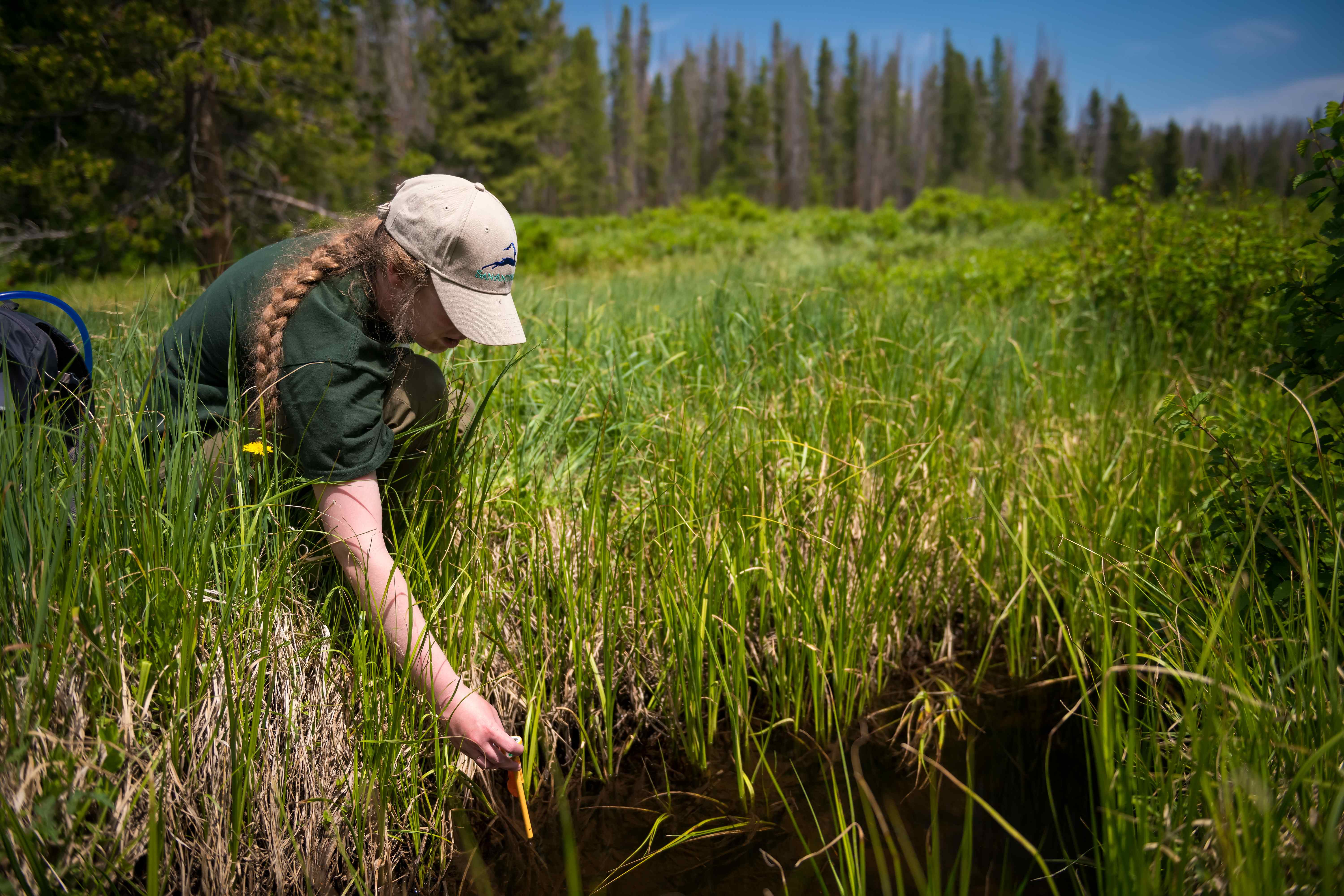 Researcher leans down to test water samples in marshy field area