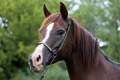 sorrel horse with white blaze wearing halter and leadrope