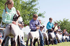 4-H youth with lambs during Showmanship contest.