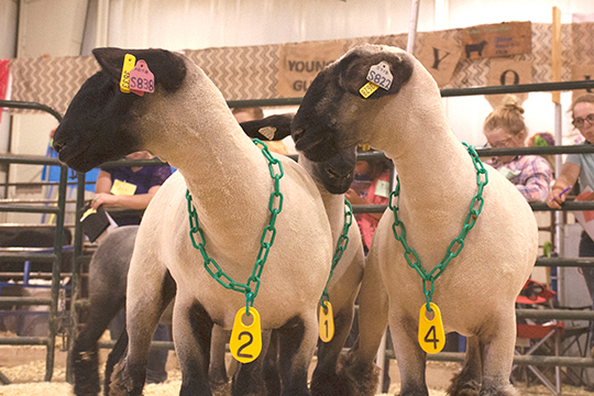 Two lambs being judged.