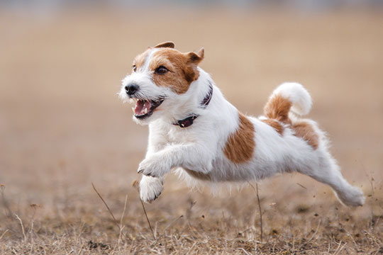 happpy tan and white terrier leaping through the grass