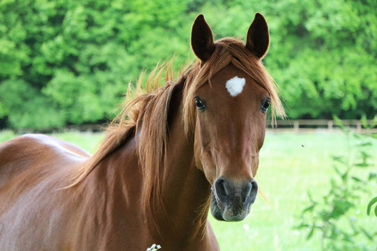 sorrel horse with white star in a green pasture