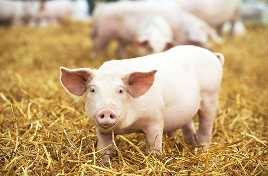 smiling pink piglet in a pile of golden straw