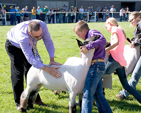 Judge checking sheep confirmation during sheep showmanship class.