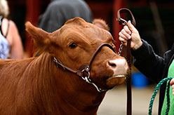 Beef steer in halter and leadline