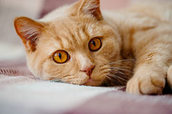 yellow and white cat with amber eyes