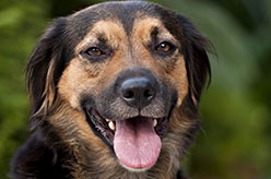 black and tan mixed breed dog