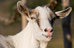 a white dairy goat