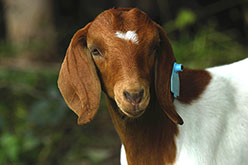 a brown and white meat goat with floppy ears