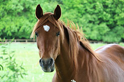a sorrel horse with a white star