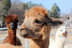 a white llama, a dun llama, and a sorrel llama